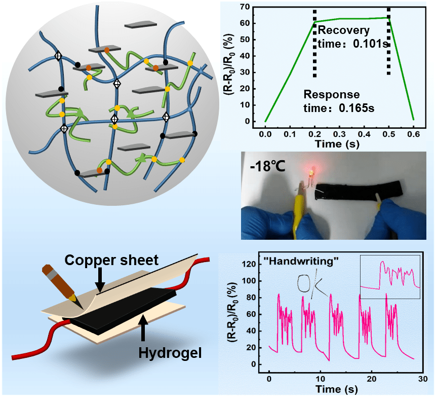 水凝胶 三维网络中的柔韧与功能